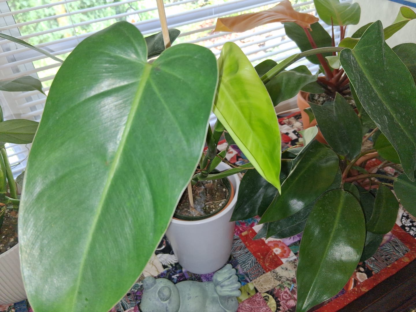 Customer photo review of Philodendron 'Emerald Queen'