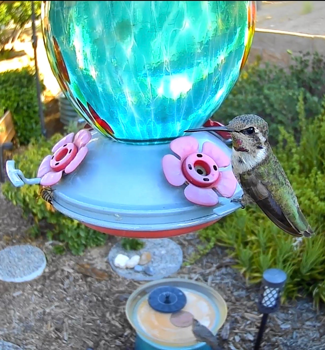 Customer photo review of Birdfy Cam - Smart Birdwatching Camera with Bendable Mount