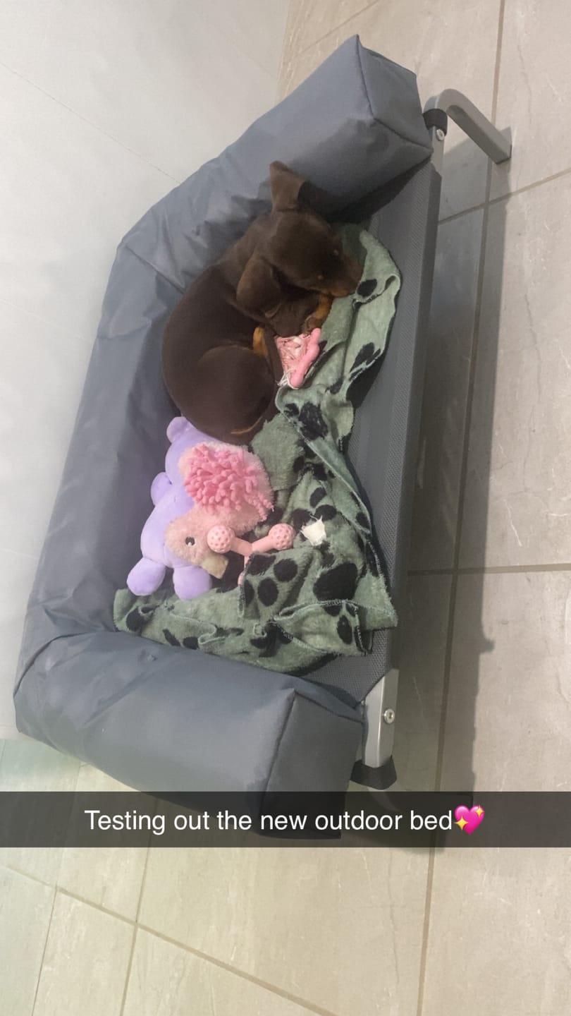 Customer photo review of Outdoor Elevated Dog Bed - Pet Trampoline