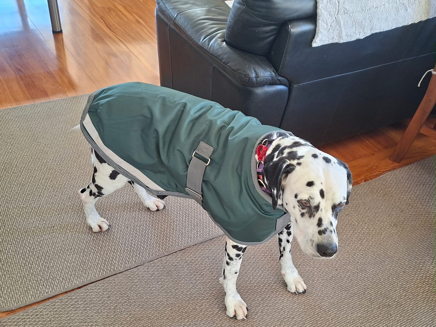 Customer photo review of Cavallino Burghley Dog Coat