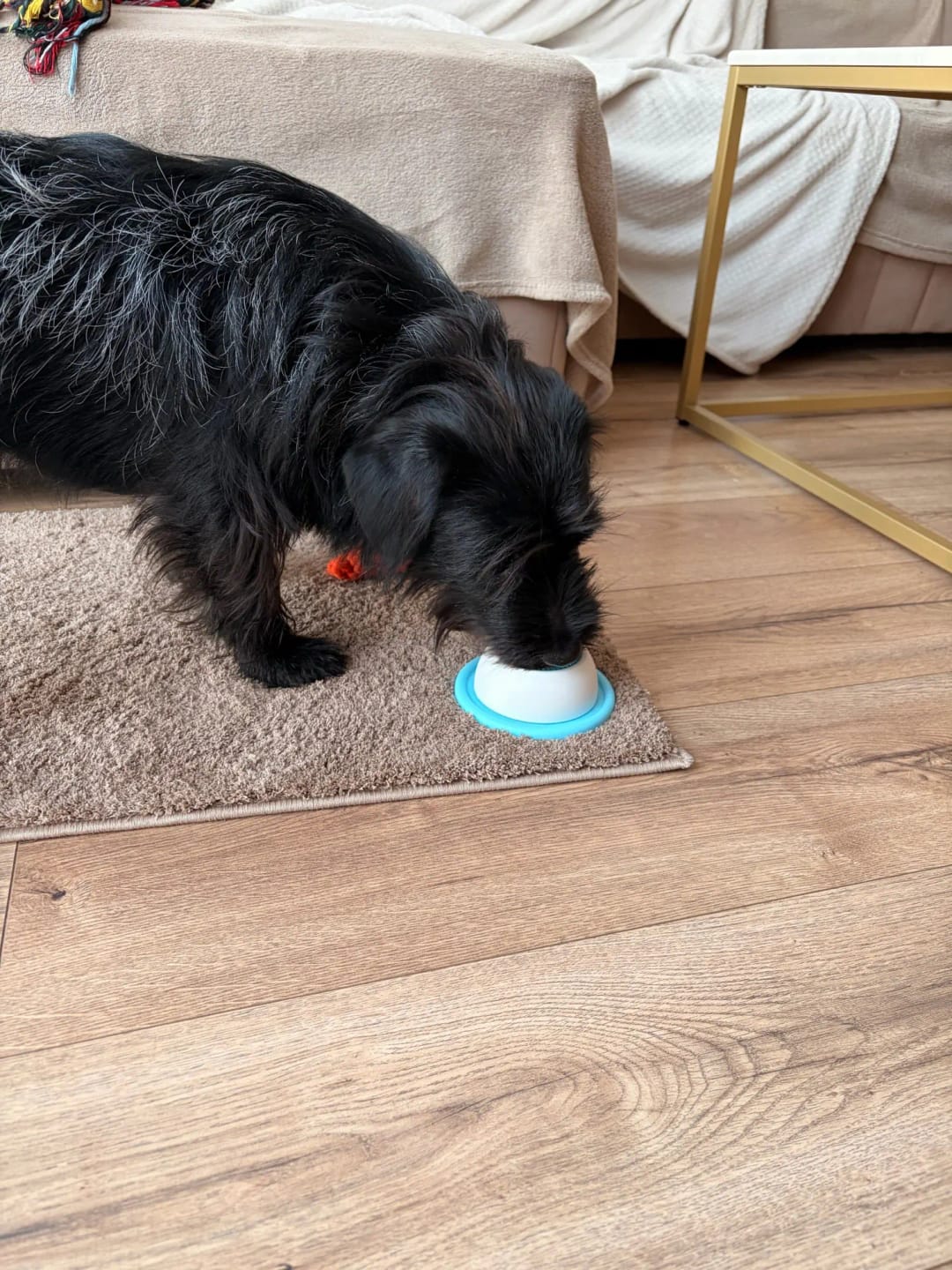 Customer photo review of Sashacat™ LickBowl