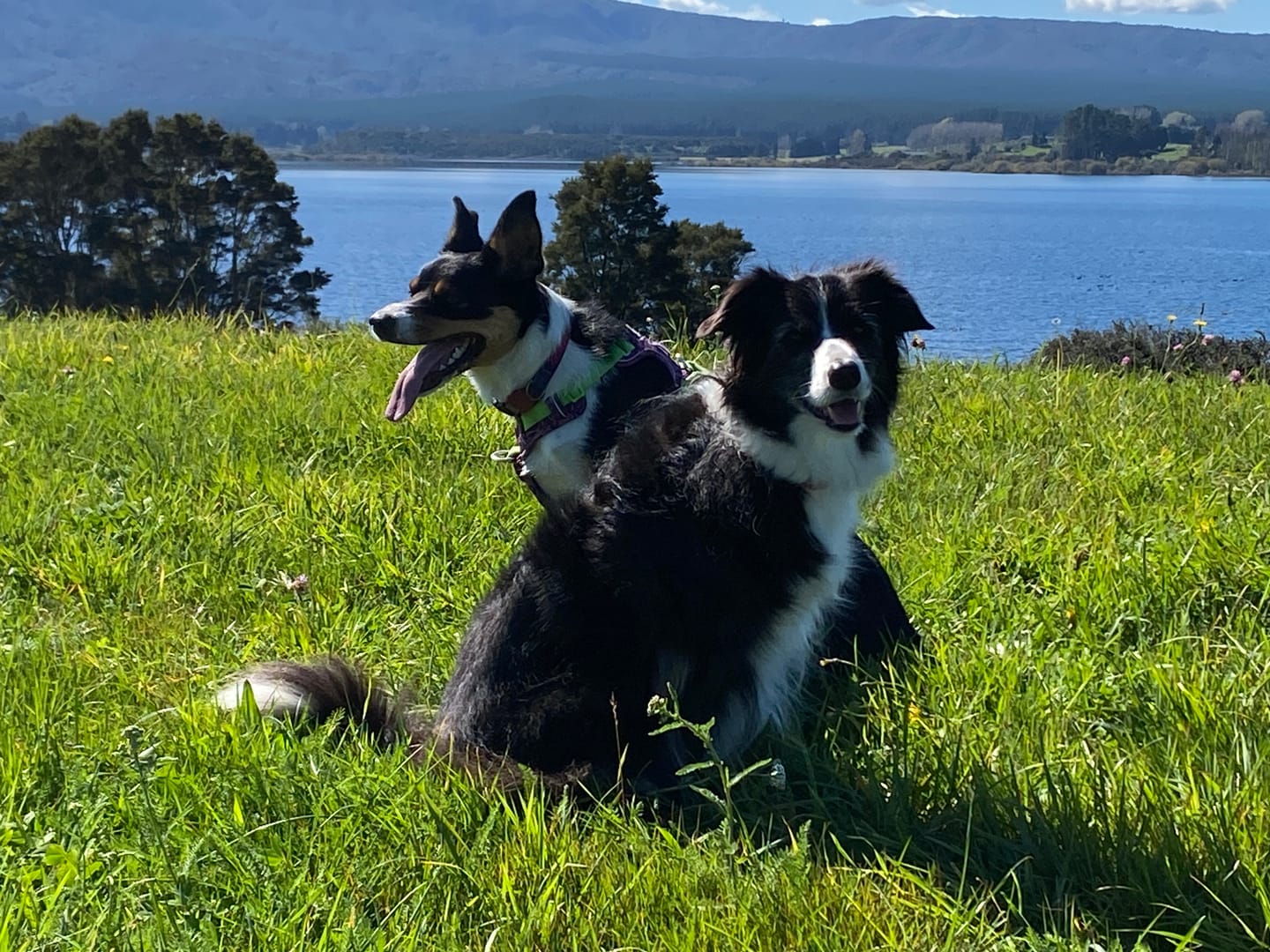 Customer photo review of 4CYTE Canine Epiitalis Forte for Dogs