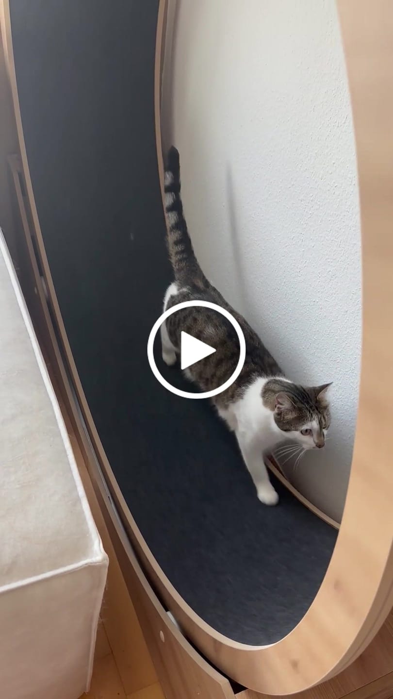Customer video review of Elmato Katzenlaufrad Simba