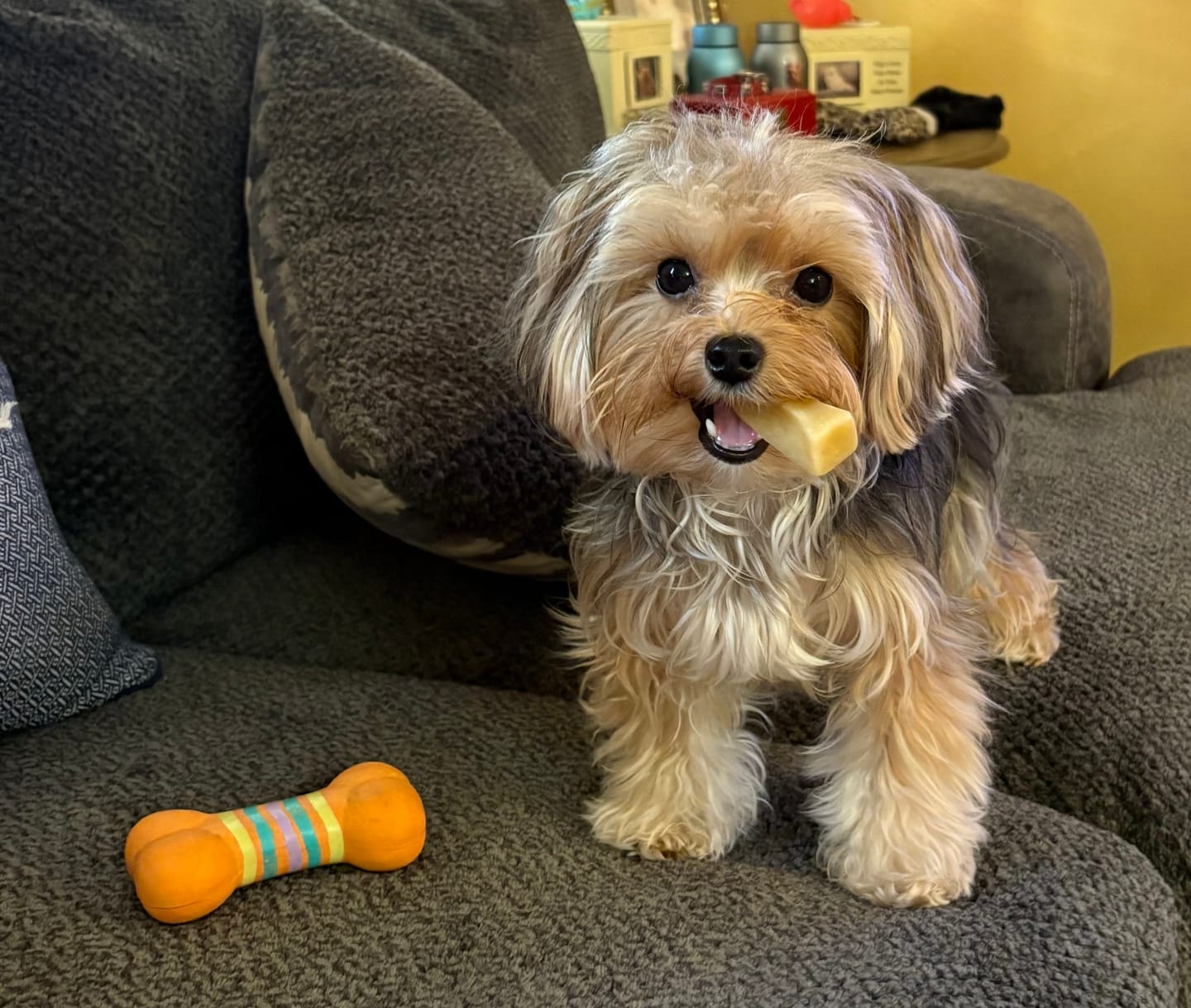 Customer photo review of Himalayan Yak Chews — All Sizes | Small to Giant Dogs
