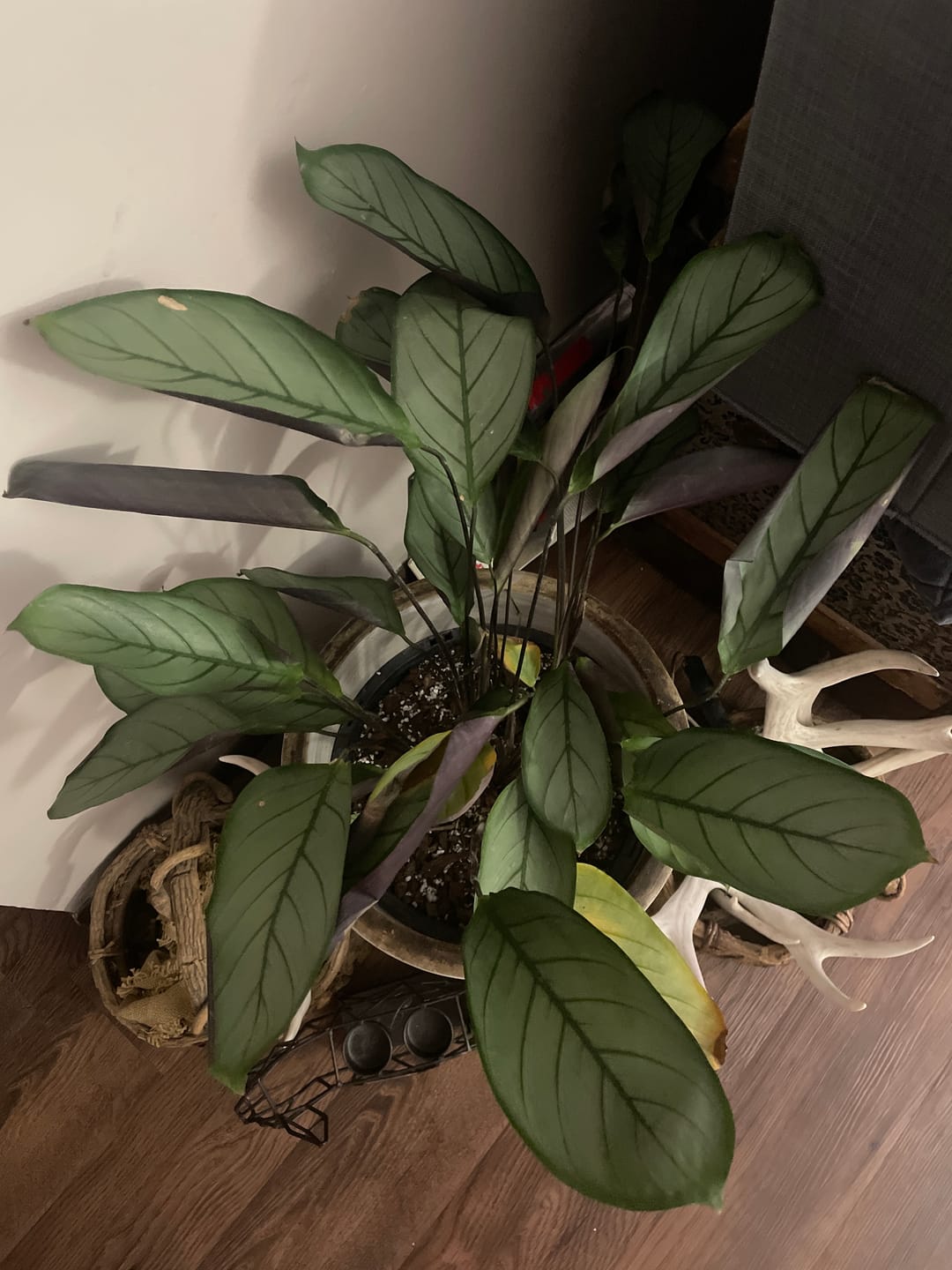 Customer photo review of Leaf Cleanse