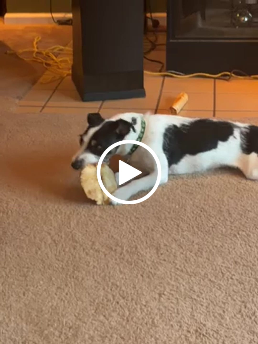Customer video review of Chest Bone (11" x 6"x 3”): The Durable, Flavor-Packed Chew for Light and Moderate Chewers