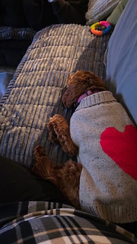 Customer photo review of Cosy Couch - Couch Cover