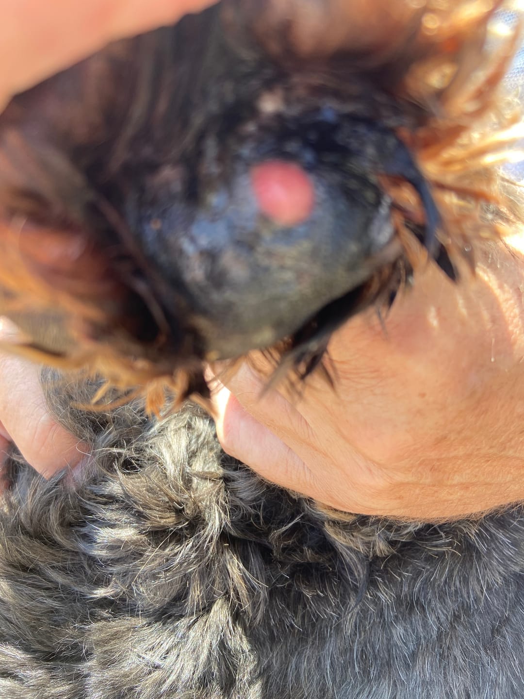 Customer photo review of Dog Gel