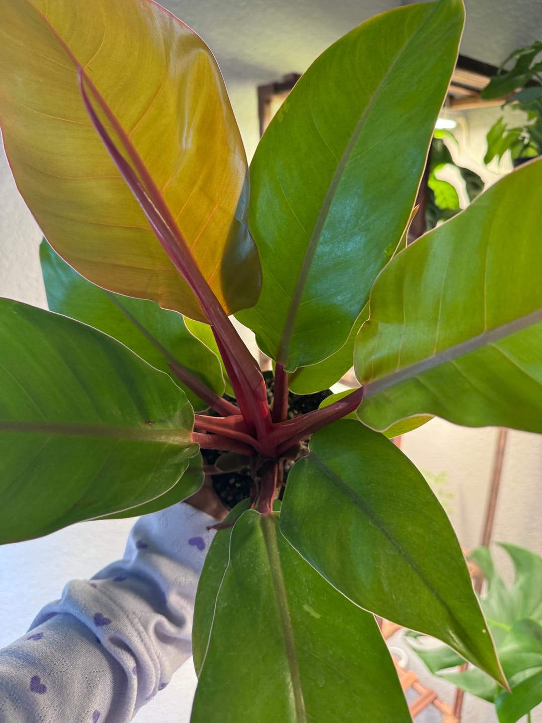 Customer photo review of Philodendron 'Prince of Orange'