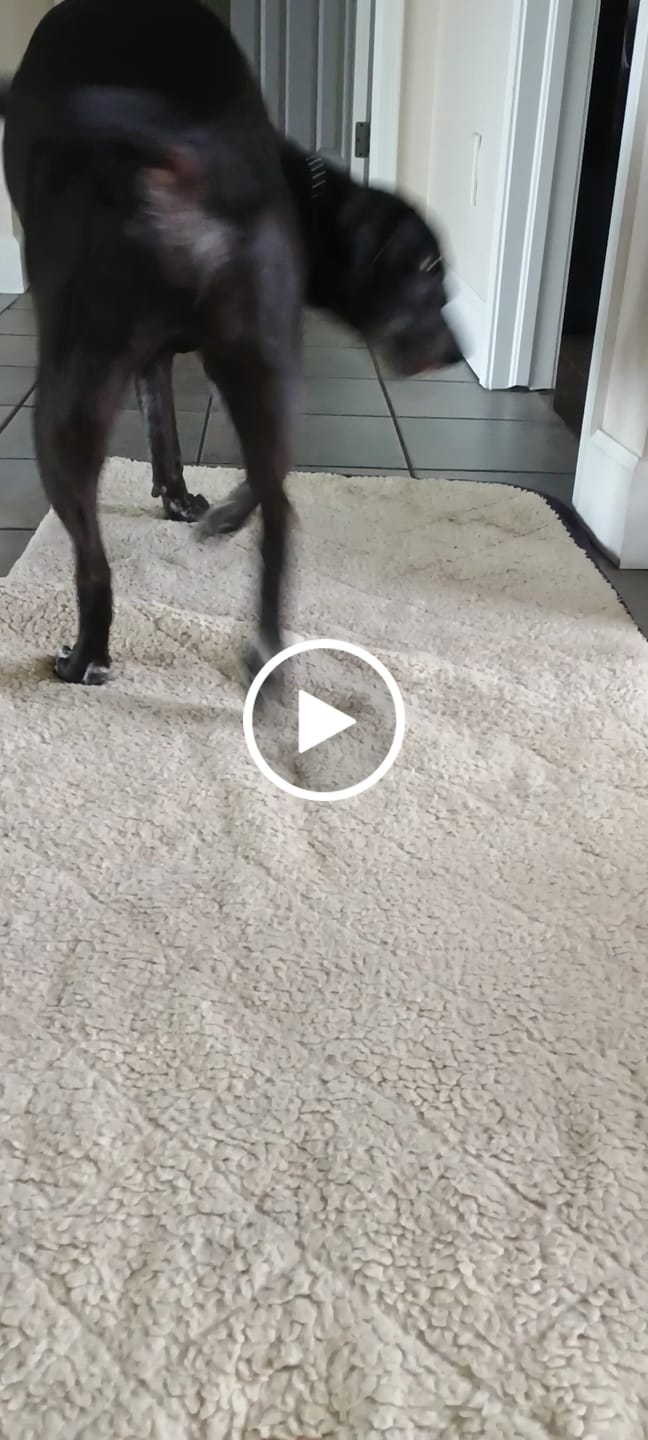 Customer video review of Chewy Ostrich Knee Tendon: The Satisfying, Joint-Supporting Chew