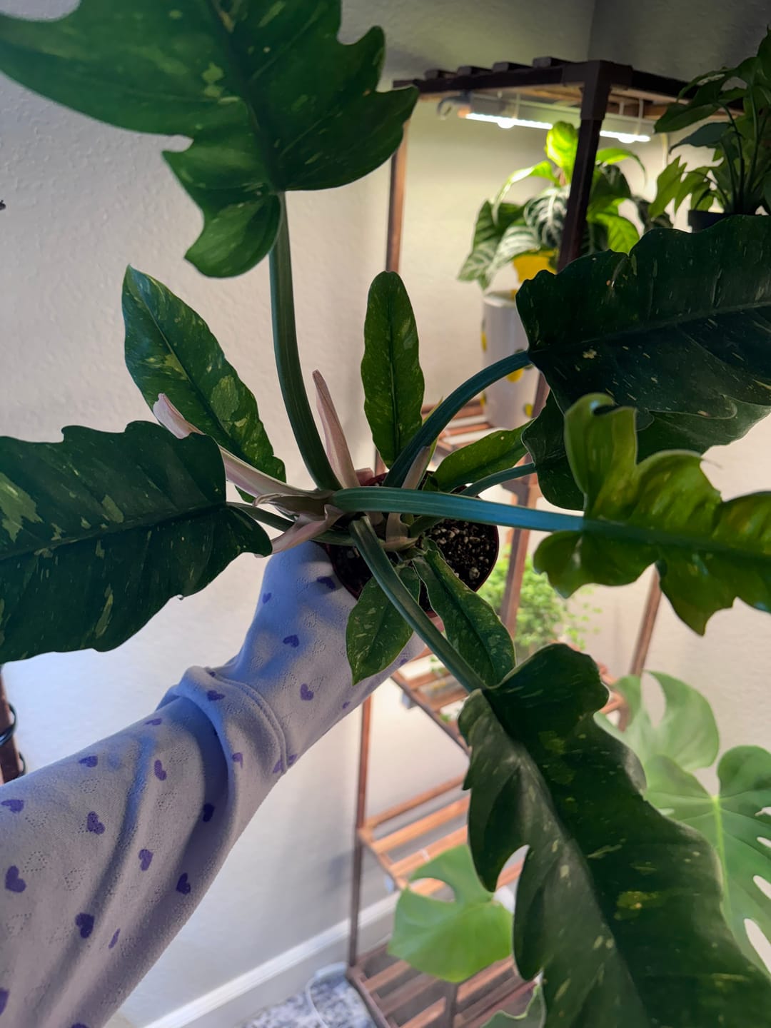 Customer photo review of Philodendron ‘Ring of Fire’