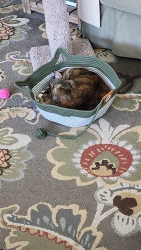 Customer's cat curled up asleep inside the green and white rope Instinct Basket on a floral rug.