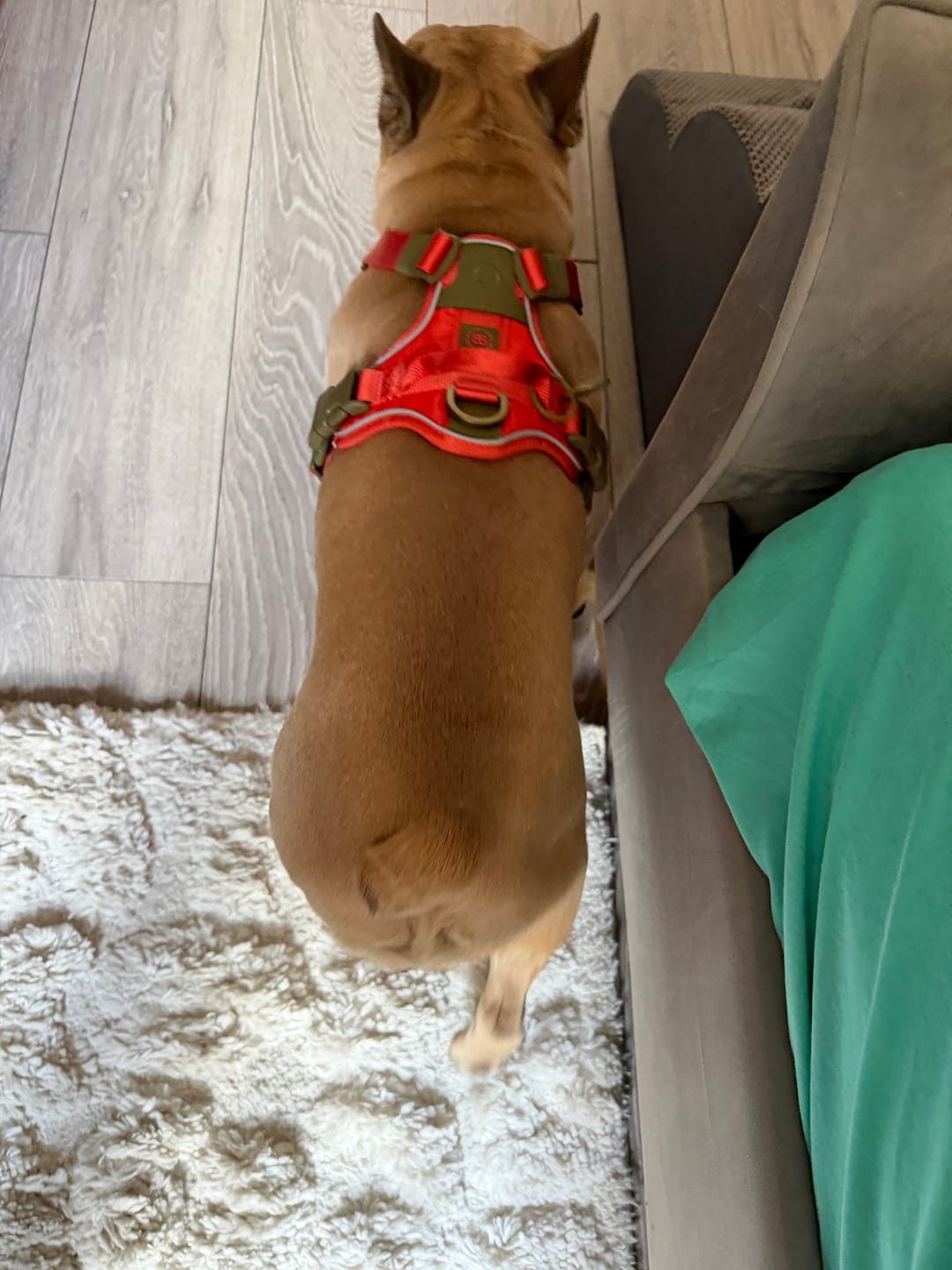 Customer photo review of Anti Pull Hurricane Harness Lighter | With Handle - Burnt Orange X Khaki