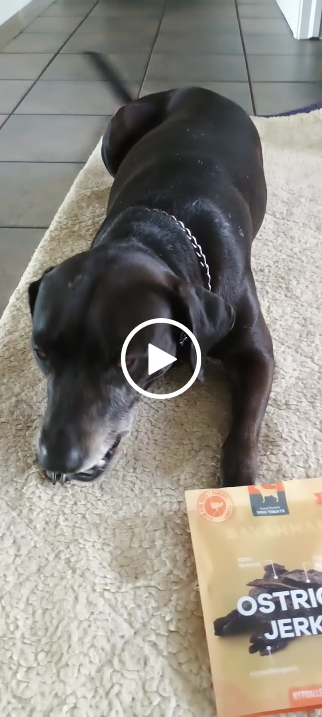 Customer video review of Tasty Ostrich Jerky (2oz): The Protein-Packed, Dental-Health Chew for Dogs of All Sizes