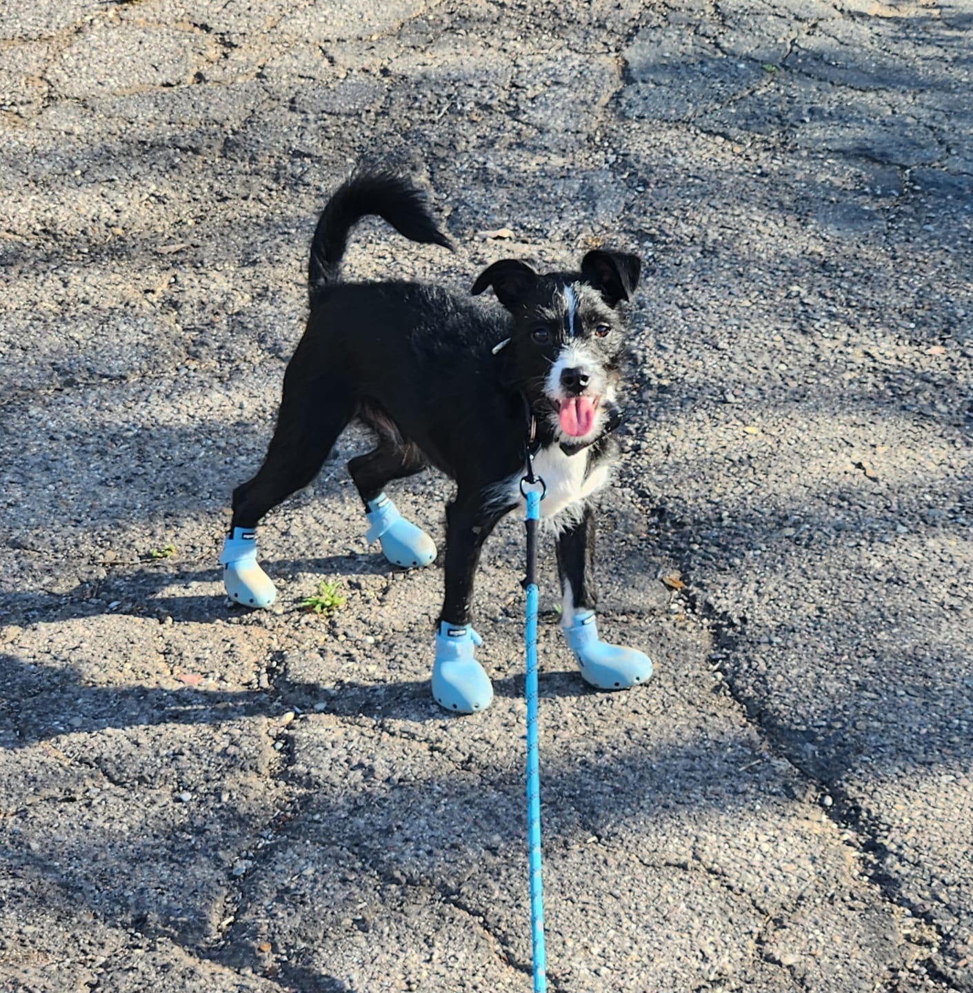 Customer photo review of WagWellie® SPORT Single