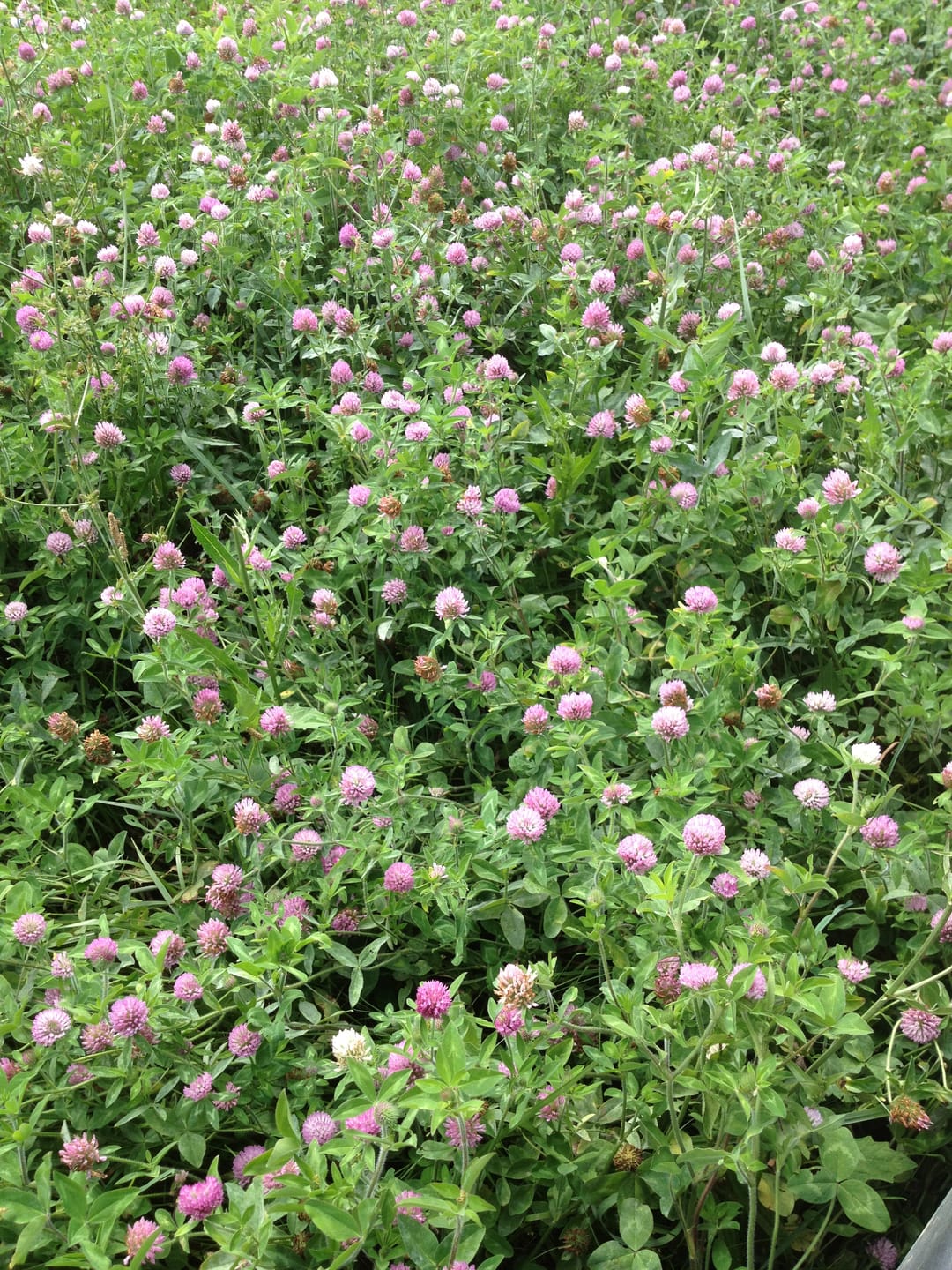 Customer photo review of Stamina Clover - 25#