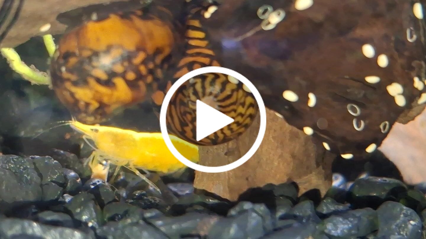 Customer video review of Amano Shrimp