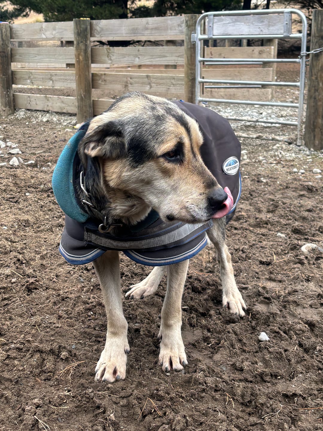 Customer photo review of Weatherbeeta Parka 1680D Dog Coat