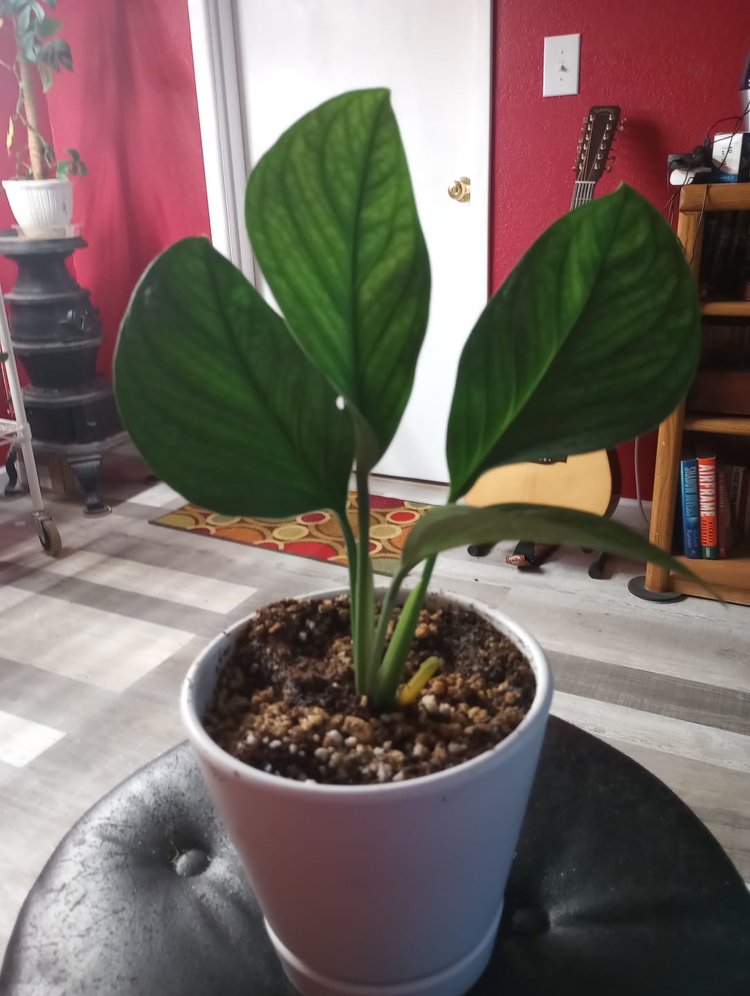 Customer photo review of Monstera pinnatipartita