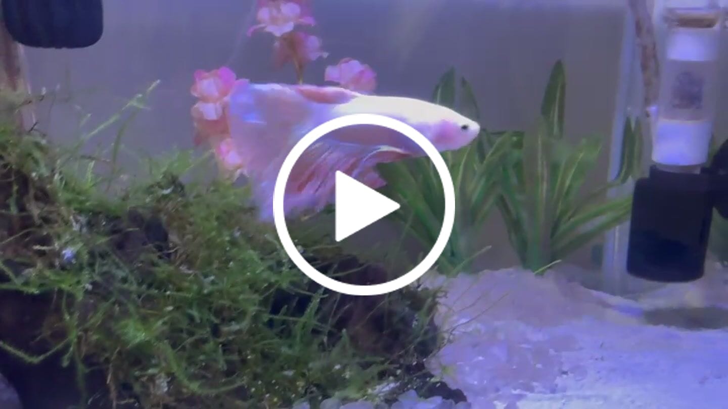 Customer video review of Pink Halfmoon Male Betta Fish | Grower’s Pick