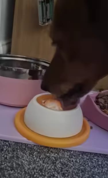 Customer photo review of Sashacat™ LickBowl