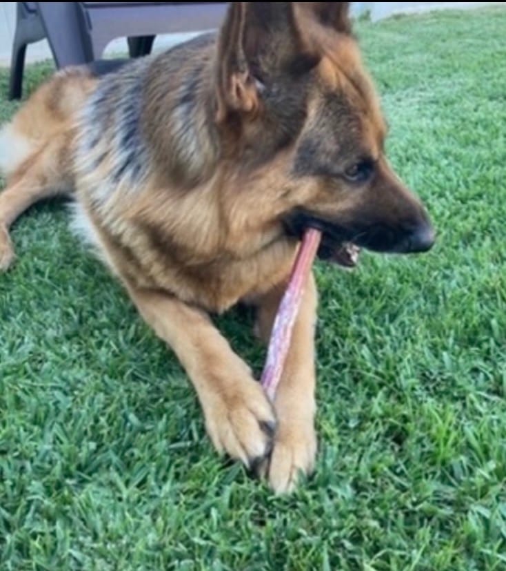 Customer photo review of 12 Inch Monster Bully Stick