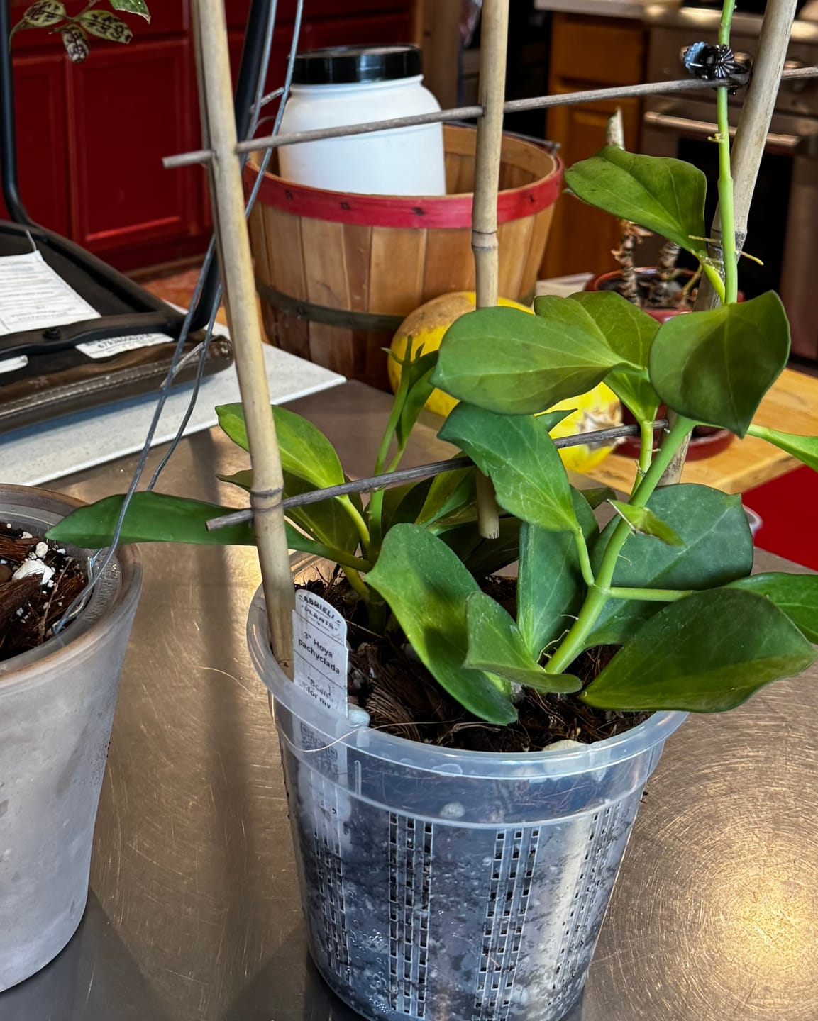 Customer photo review of Hoya pachyclada