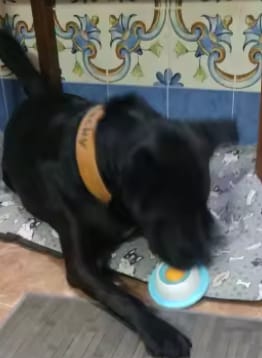Customer photo review of Sashacat™ LickBowl