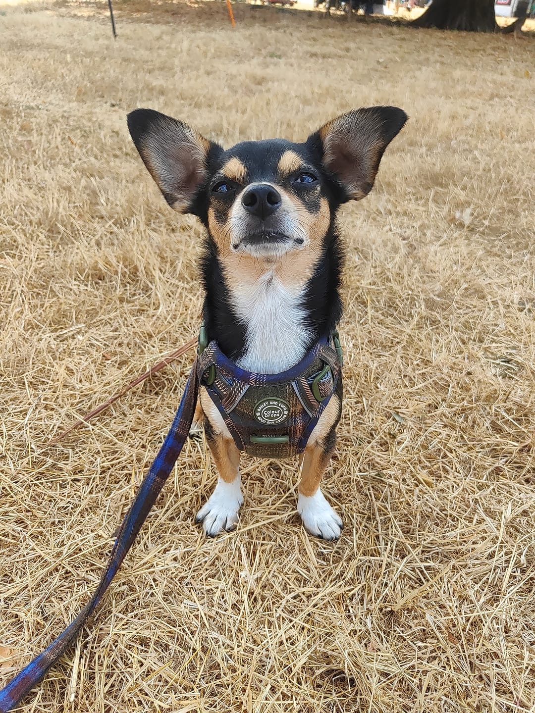 Customer photo review of Mayfair Tweed Trail & Glow Dog Harness, Lead & Collar Bundle