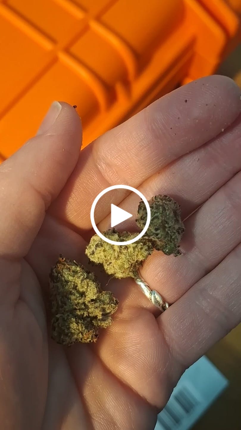 Customer video review of Jealousy - THCa Flower