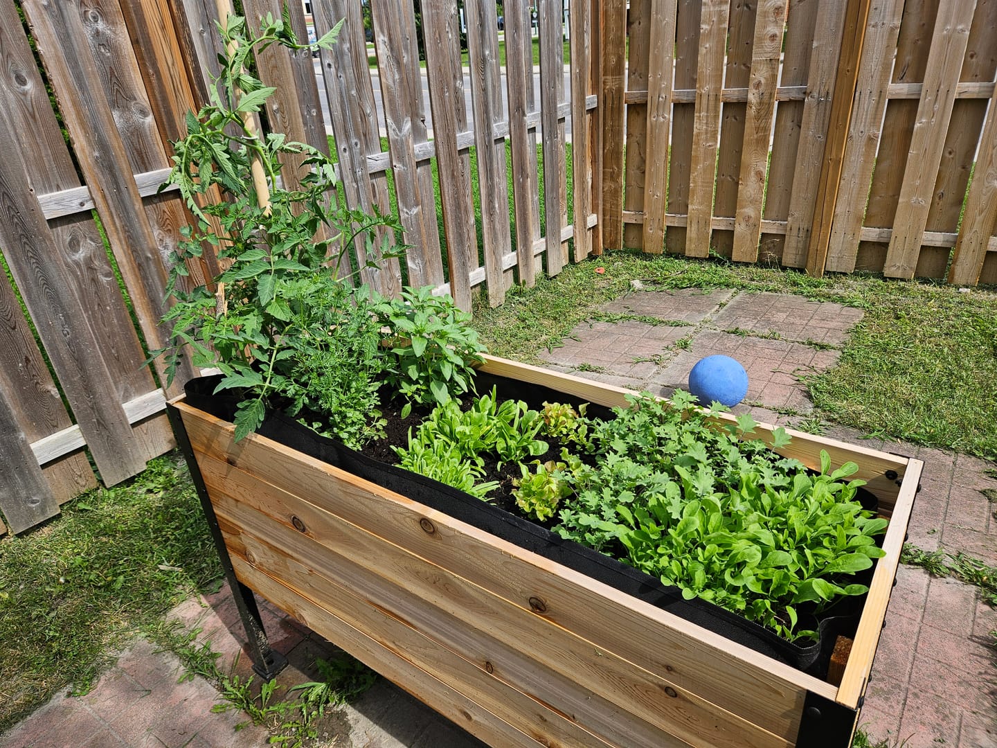 Customer photo review of Anniversary Sale | 18” x 48” Raised Garden Bed