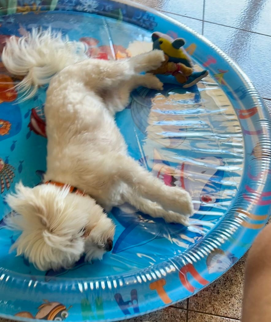 Customer photo review of 🌴 Lettino Rinfrescante “Oasi Estiva” per Cani & Gatti