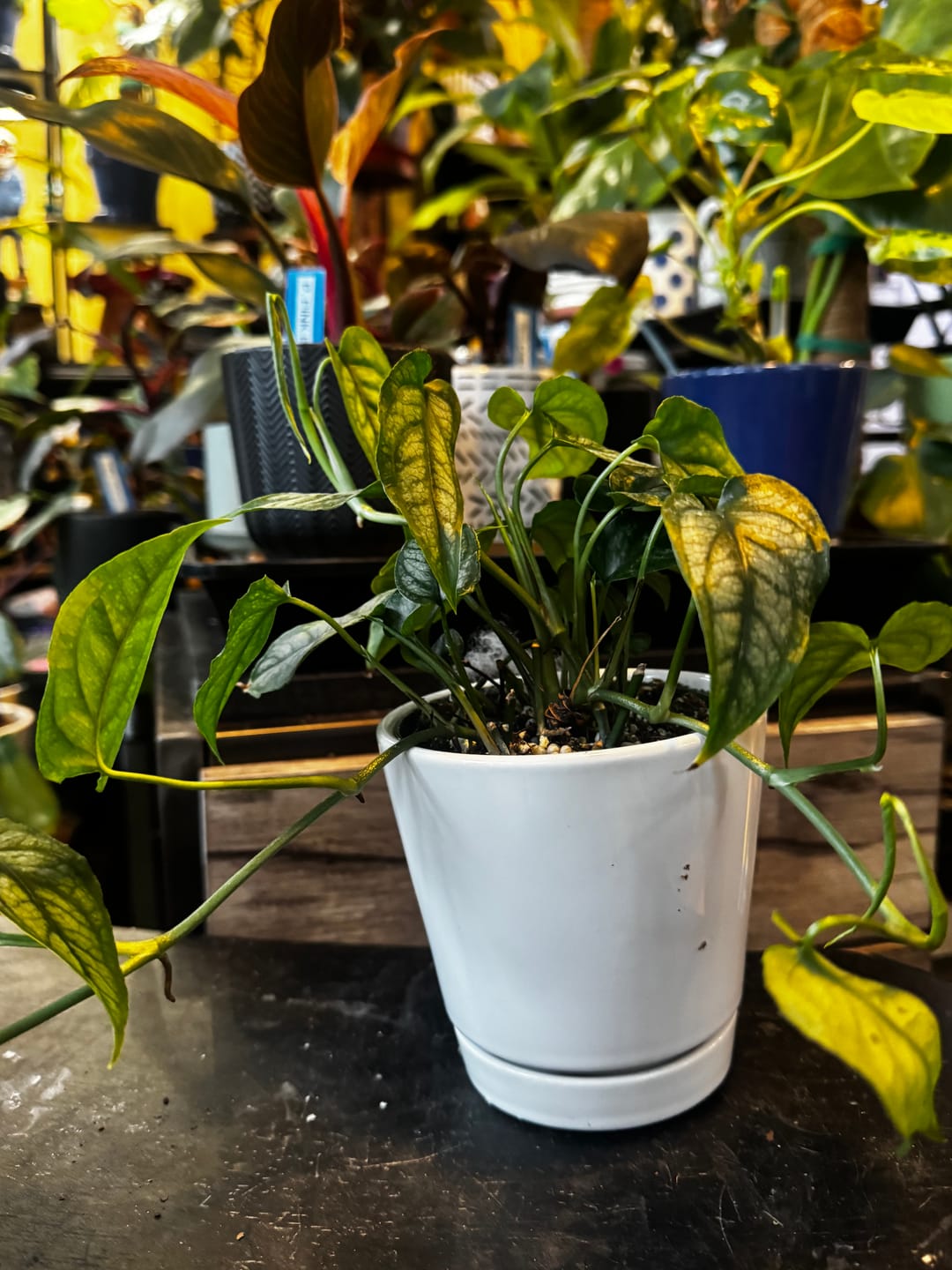 Customer photo review of Monstera siltepecana