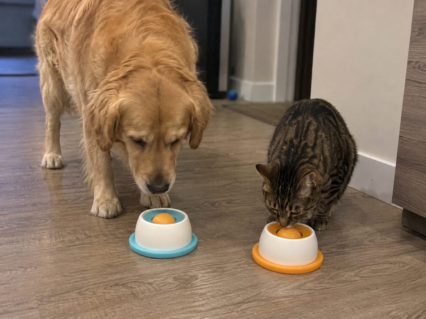 Customer photo review of Sashacat™ LickBowl