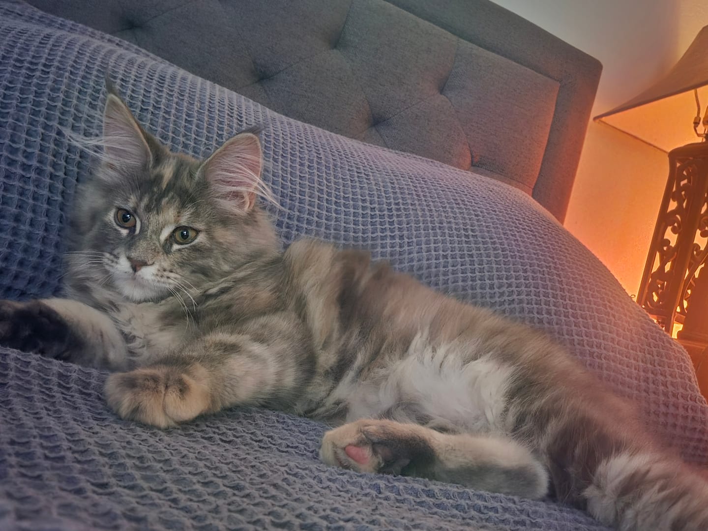 Customer photo review of Breakaway Cat Collar