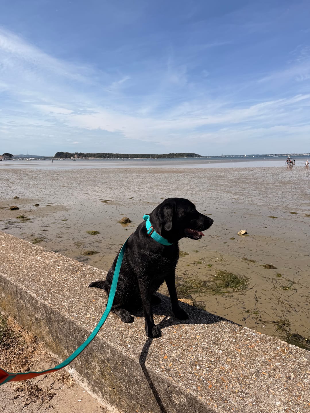 Customer photo review of 4cm Lighter Combat® Collar | With Handle & Secure Clip - Turquoise & Orange