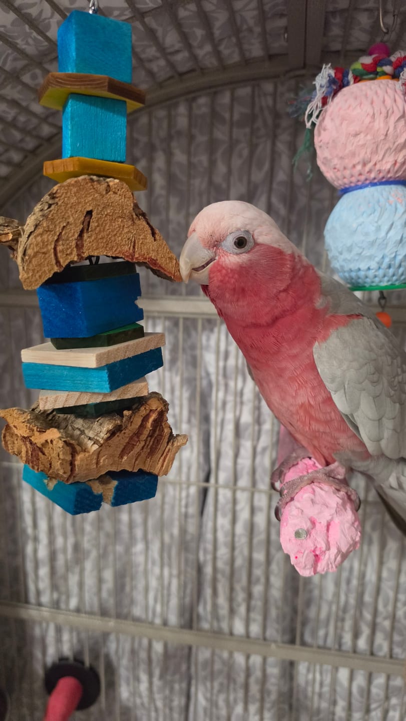 Customer photo review of Natural Cork Chunks