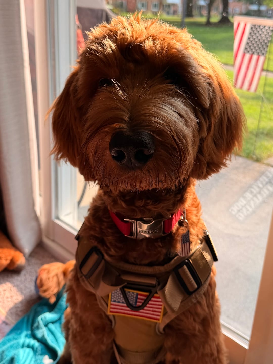 Customer photo review of Hook & Loop Patch For Harness