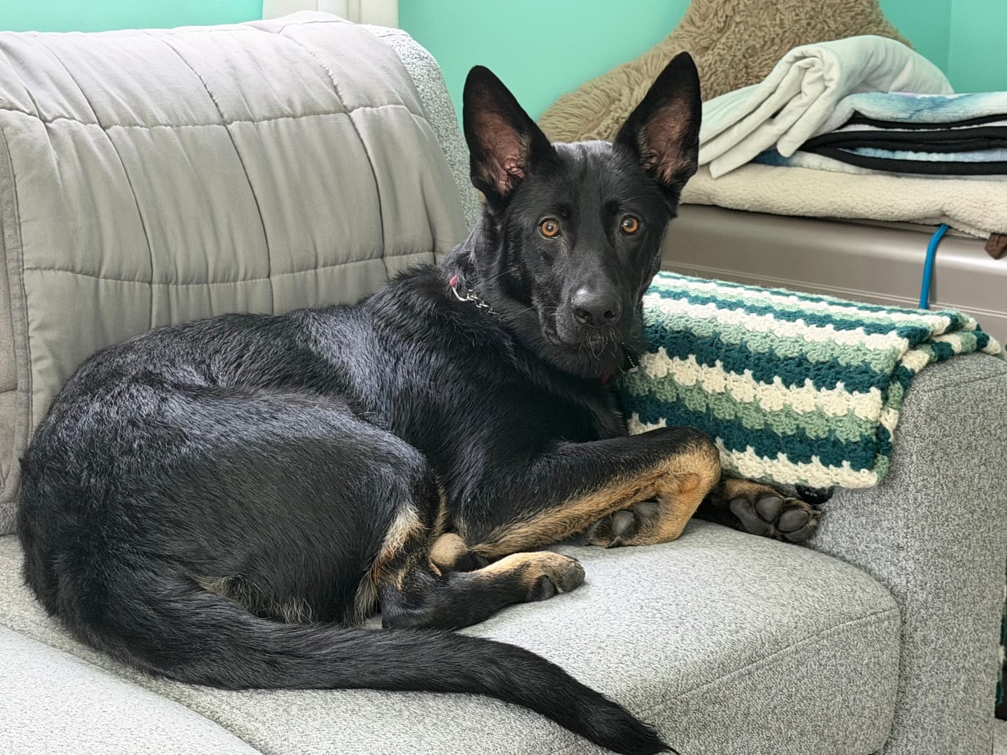 Customer photo review of FurLife™ 12 Months Flea and Tick Free