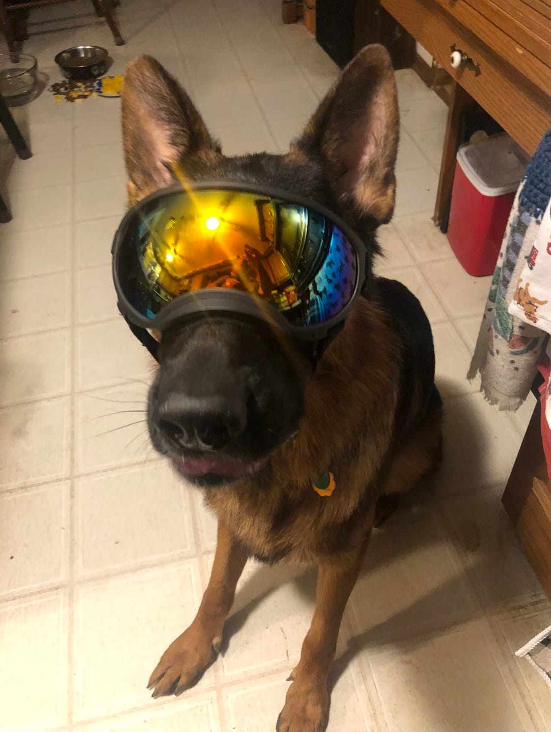 Customer photo review of Team K9® Dog Goggles