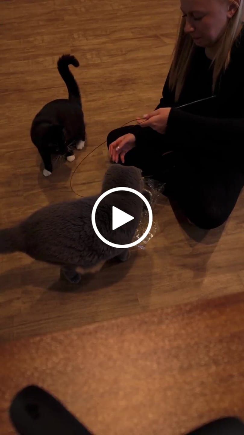 Customer video review of Simulated Bird Wand Cat Toy