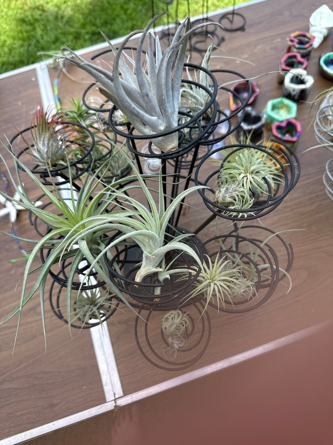 Customer photo review of Air Plant Mystery Box  Curated Tillandsia Collection  5 Tiers Available
