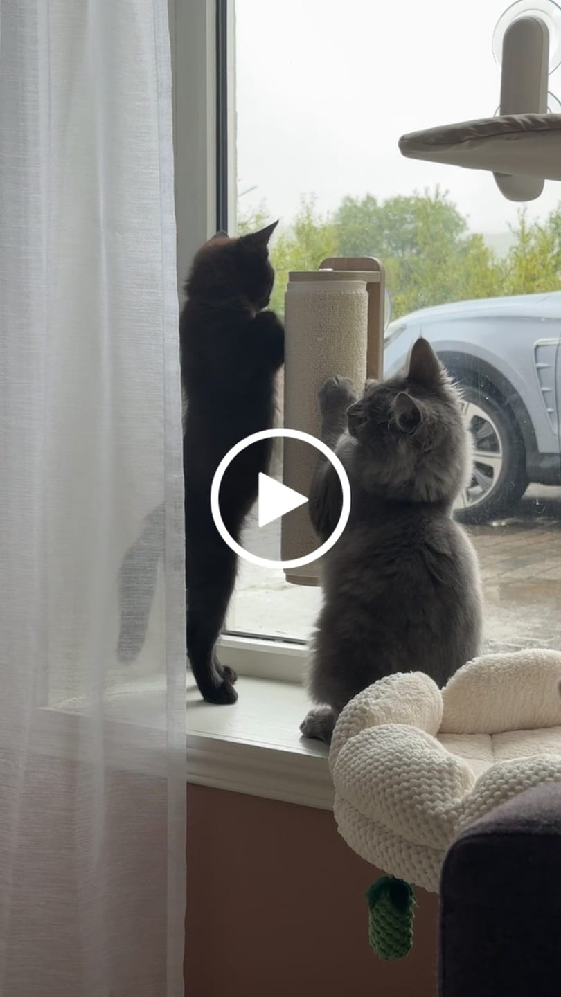 Customer video review of Window Scratcher Pole