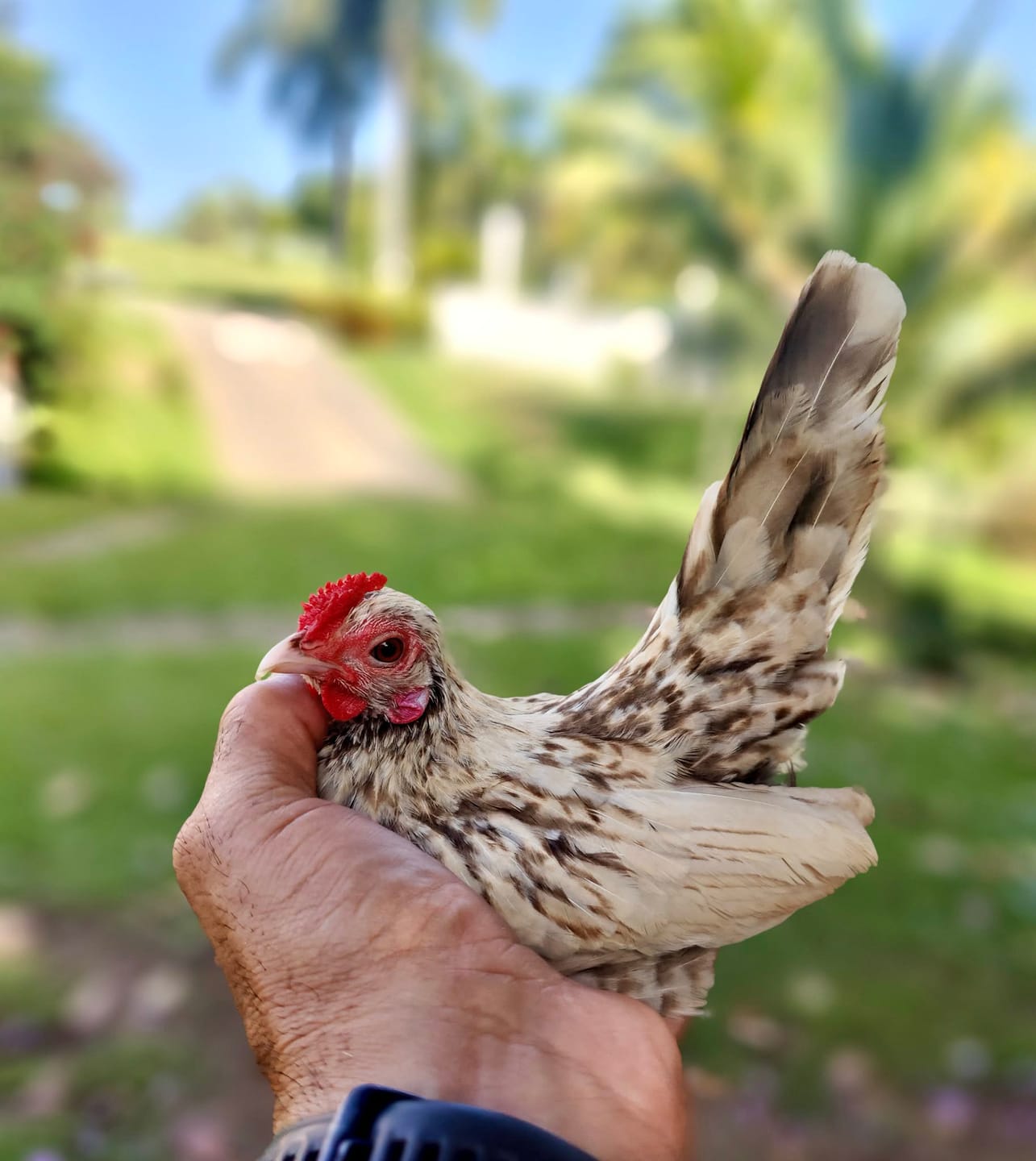 Customer photo review of Complete Guide to Healthy Chickens and Better Eggs (Digital Guide)