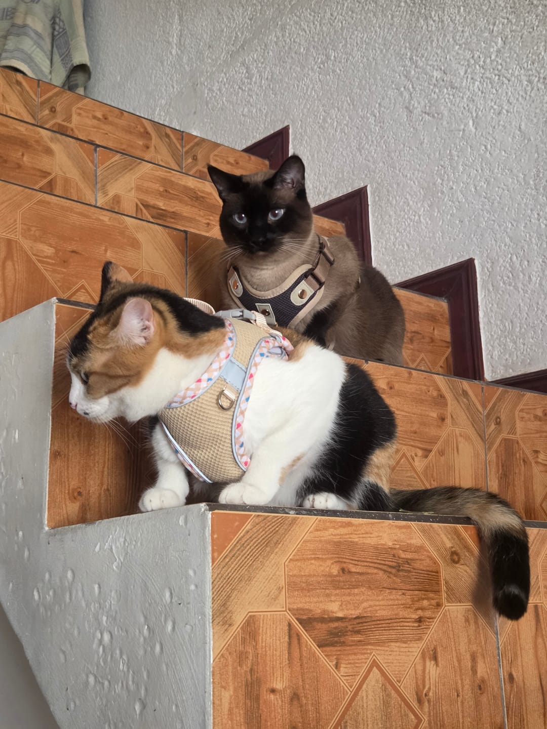 Customer photo review of CT8170 1 Pieza De Pechera Con Correa Para Mascota