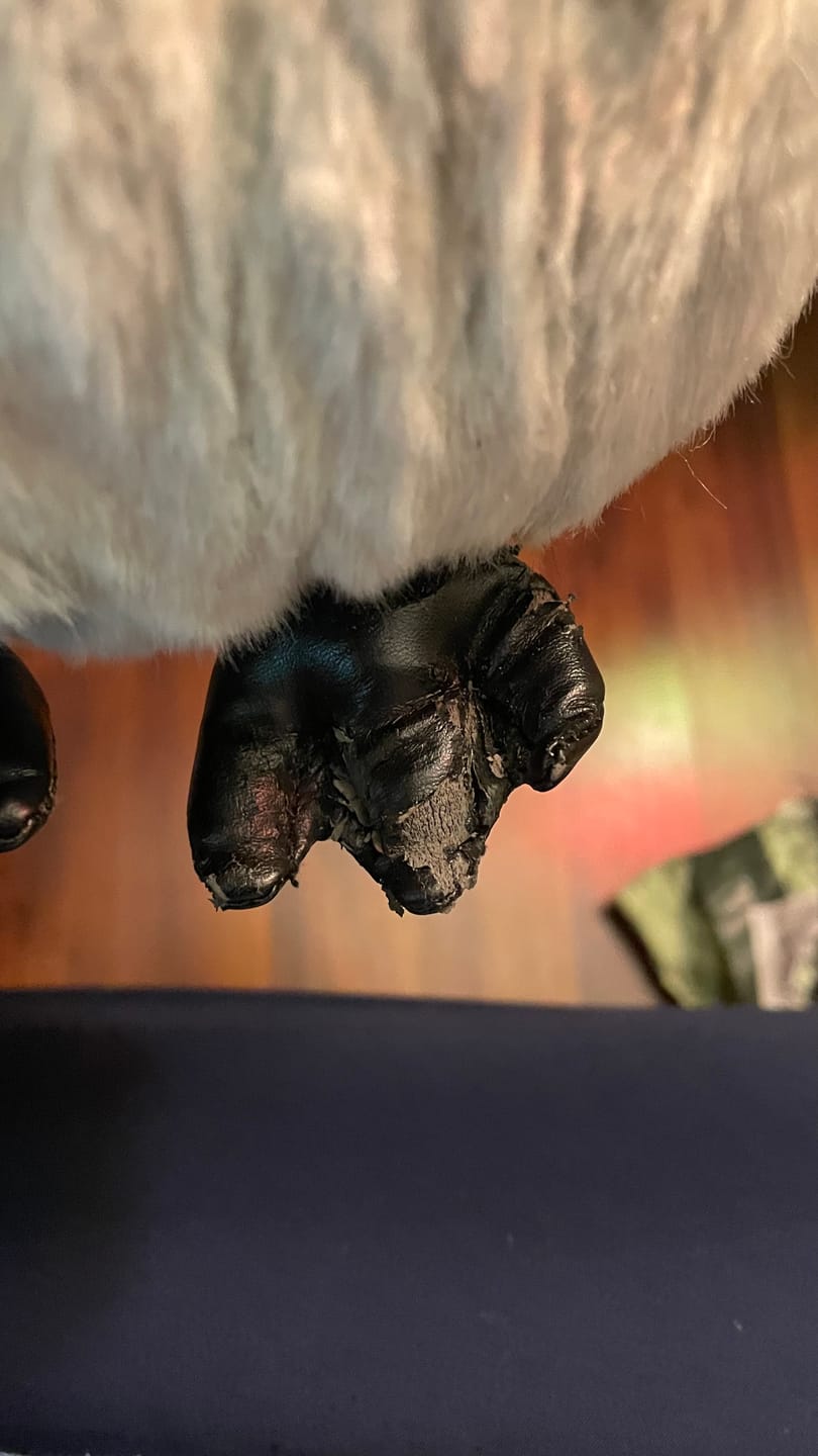 Customer photo review of Large Baby Penguin Soft Stuffed Plush Toy
