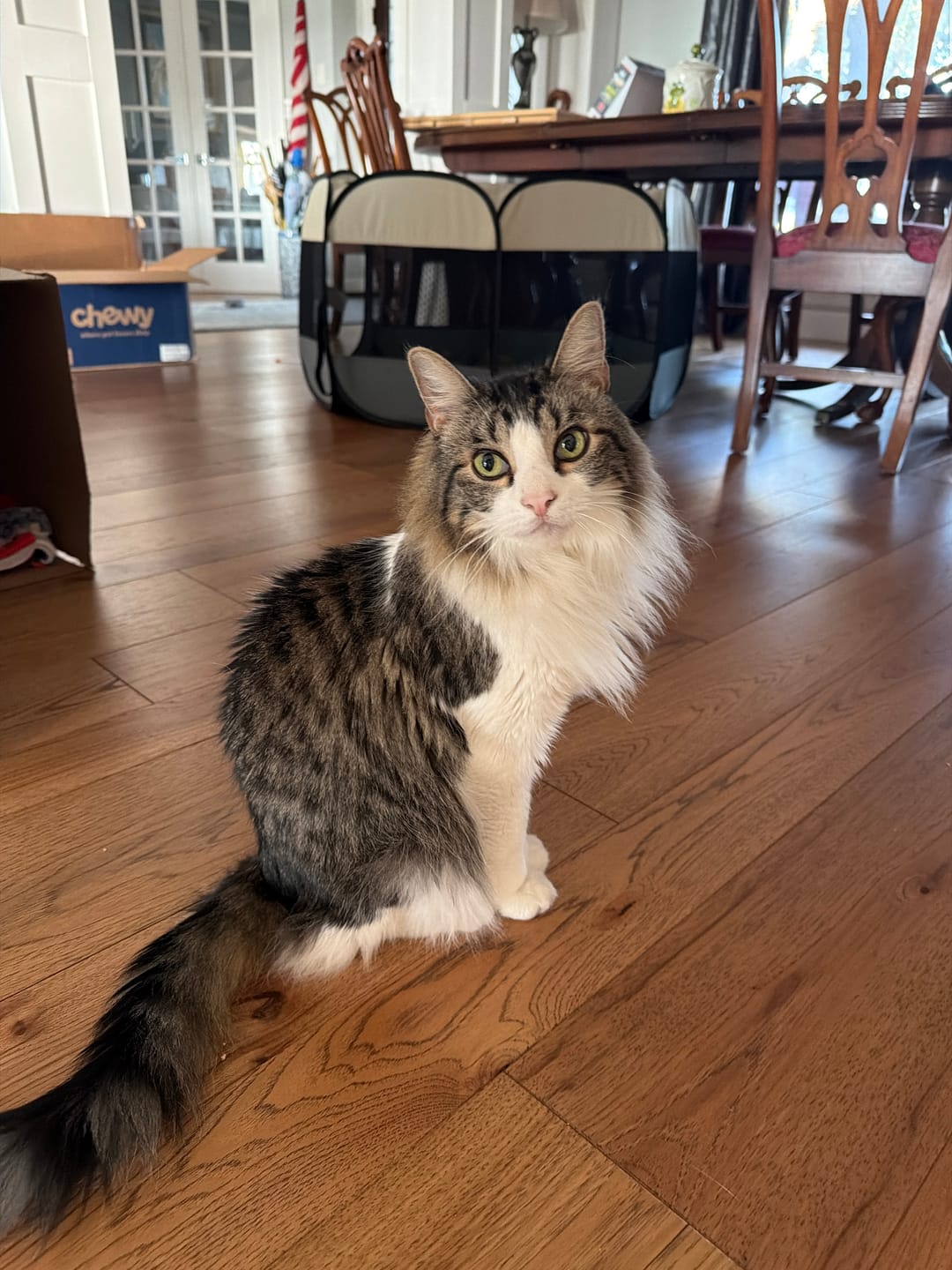 Customer photo review of 6x Blisso Advanced Cat Probiotic