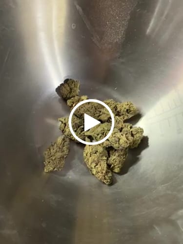Customer video review of THC-A 31% Flower Gary Payton