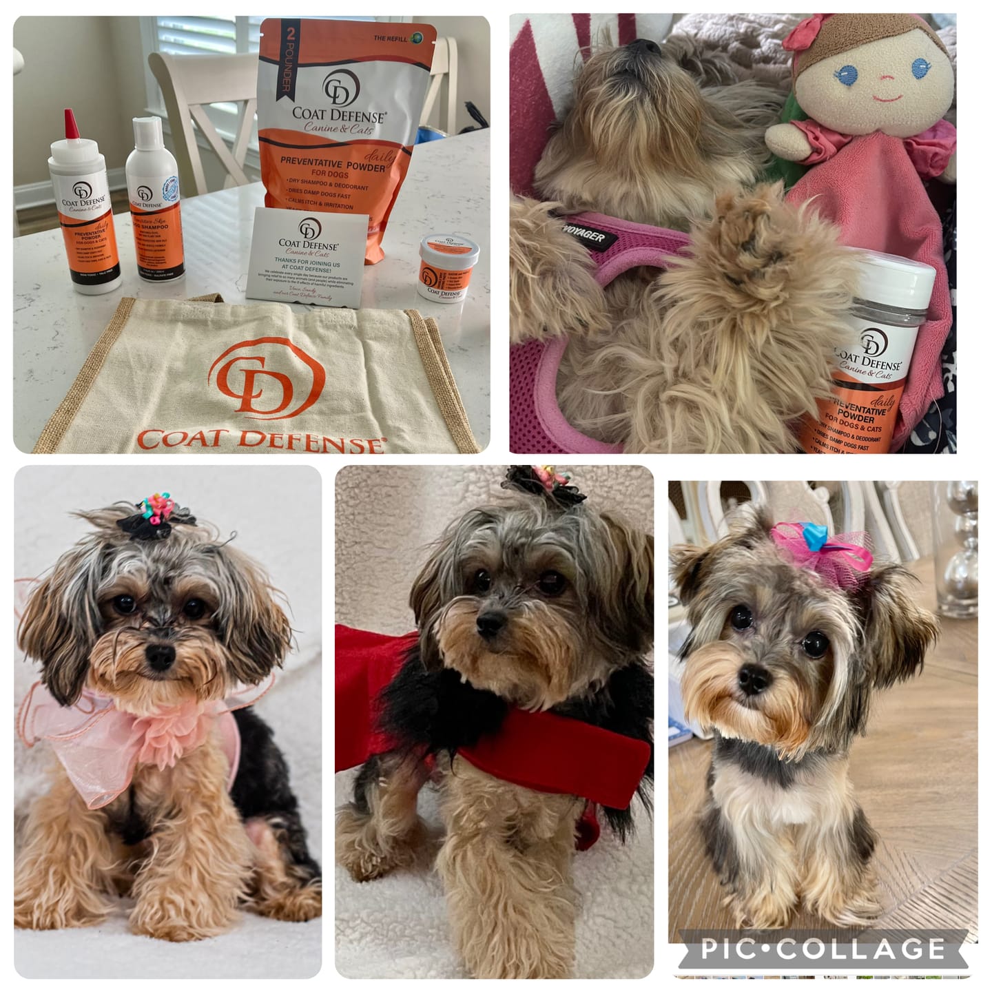 Customer photo review of Nose to Toes w/ Dog Tote