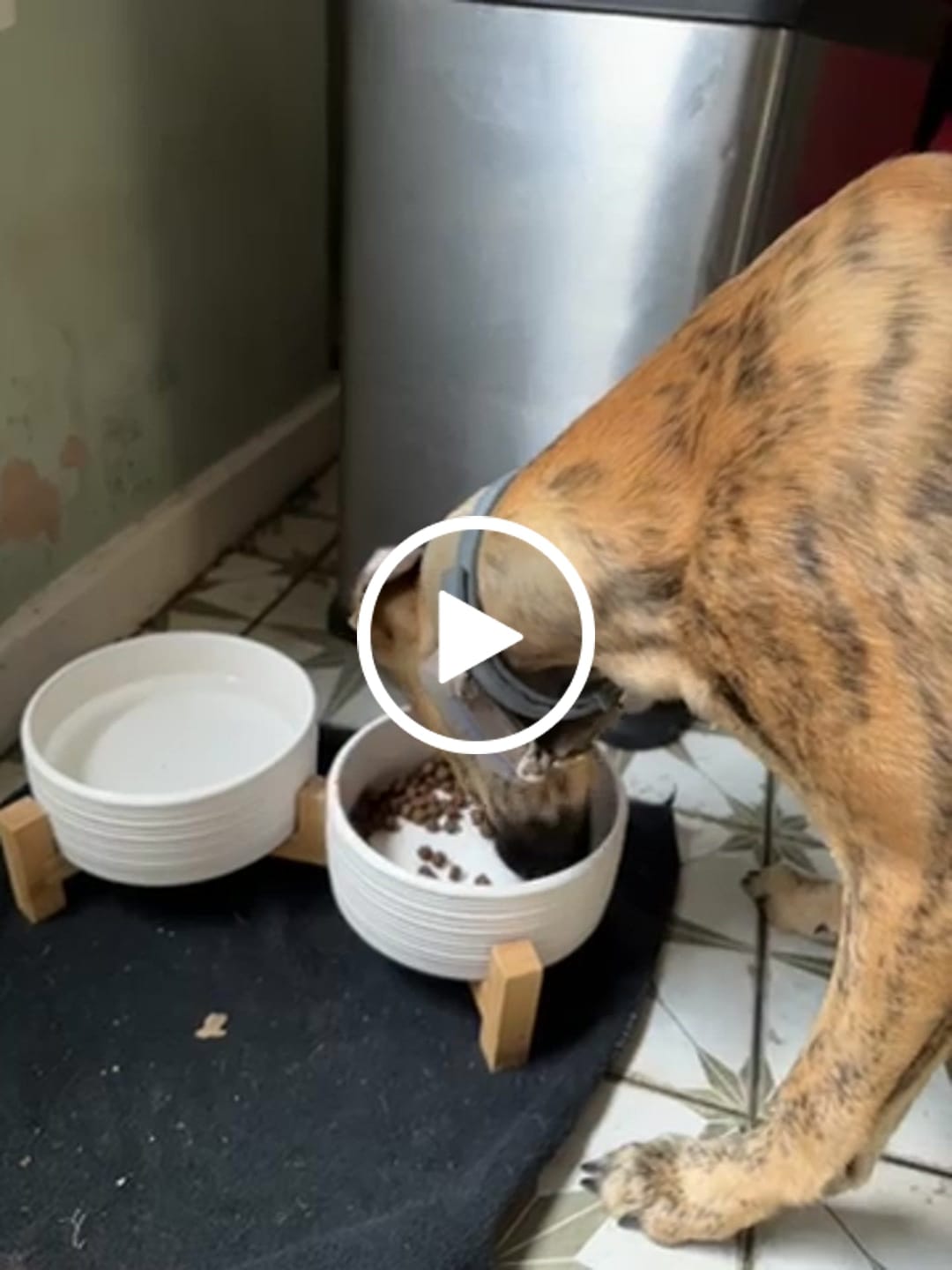 Customer video review of MultiProtein Dry Puppy Food